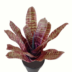 Bromeliad- burgundy stripe in plastic pot - artificial plants, flowers & trees - image 9